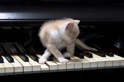 Kitten Playing a Piano