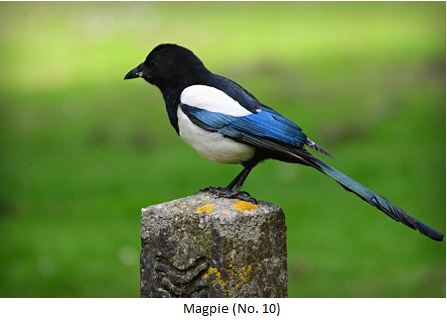 Magpie Recognition Image
