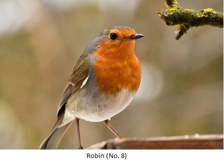 Robin Recognition Image