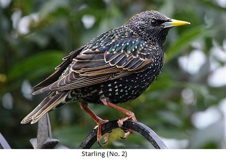 Starling Recognition Image
