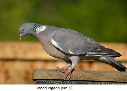 Wood Pigeon Recognition Image