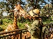 A young woman wearing a sun hat and backpack feeds a giraffe from a raised platform in a green, forested zoo enclosure, with another giraffe walking in the background.