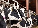 Black and white dairy cows lined up in feeding stalls inside a barn, each with ear tags, waiting calmly—suggesting the use of technology on a modern farm.