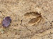 A close-up image of a deer hoof print on cracked earth, with a single fallen leaf beside it. The image is a natural setting, showing tracks left by a deer in the soil.