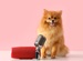 A fluffy orange dog sits in front of a microphone and red cushion, facing the camera against a plain pink background, as if ready to speak or perform.