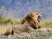 Male lion lying on a grassy mound in the savannah with its mouth wide open in a loud roar, showing its mane and teeth, with soft, blurred hills and sky in the background.