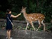 A young girl feeding a deer at a zoo, with a soft green forest background. The image captures a peaceful interaction between the girl and the deer, showcasing the beauty of nature and wildlife in a serene setting.