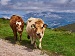 A brown and white cow stands in a green grassy field with yellow wildflowers, looking directly at the camera. The scene is peaceful and rural, with no traffic in sight.