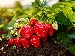 A close-up of ripe red strawberries growing on a plant in a sunny field, surrounded by green leaves and soil, with some unripe pale strawberries nearby.