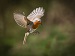 A European robin in mid-flight with wings fully spread, hovering above a blurred natural background of green and brown, captured in sharp detail.
