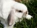 Vocabulary 24 - Words Related to Animals