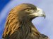 Vocabulary 25 - More Words Related to Animals