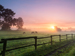 Horses in a field on a misty morning