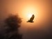 Poetry - Hawk Roosting