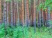 Management and Use of Coniferous Forests