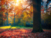 An oak tree in autumn