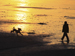 Child walking dog on beach in evening