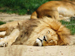 Sleeping lions