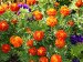 Annuals - Container Plants 1