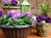 Annuals - Container Plants 2