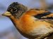 British Birds - Garden Birds 04 - Uncommon