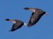 British Birds - Geese
