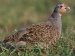 British Birds - Pheasants, Grouse, Partridges and Quail