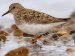 British Birds - Sandpiper Relatives