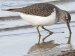 British Birds - Sandpipers and Godwits