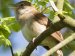 British Birds - Thrushes