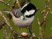 British Birds - Tits, Treecreepers and Woodpeckers