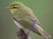 British Birds - Warblers