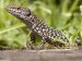 Reptiles and Amphibians - British Reptiles