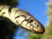 Reptiles and Amphibians - Snakes of the World