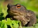 Reptiles and Amphibians - The Common Toad