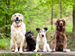 Four dogs sitting in a row in the wood