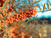 Orange berries on a tree