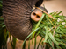 Close-up of elephant's trunk carrying grass
