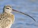 British Birds - Dippers, Divers and Sandpipers