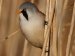 British Birds - Miscellaneous 03