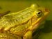 Reptiles and Amphibians - Amphibians