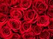 Red Roses